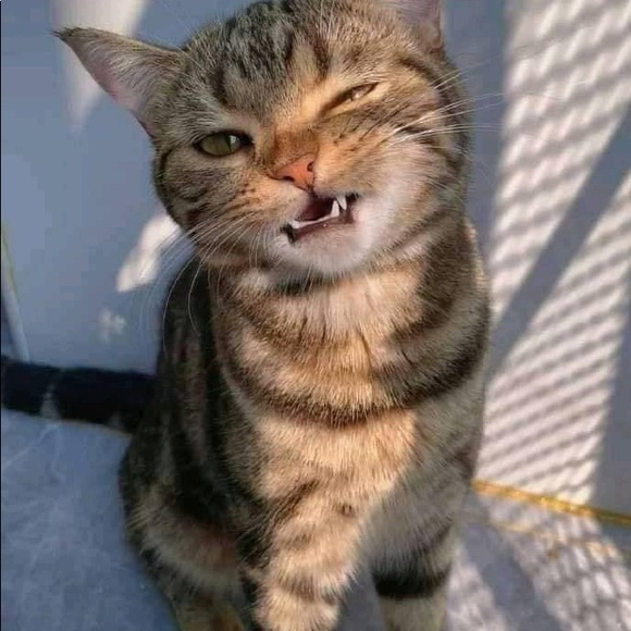 Meet your Posher, Corn - Picture 1 of 1